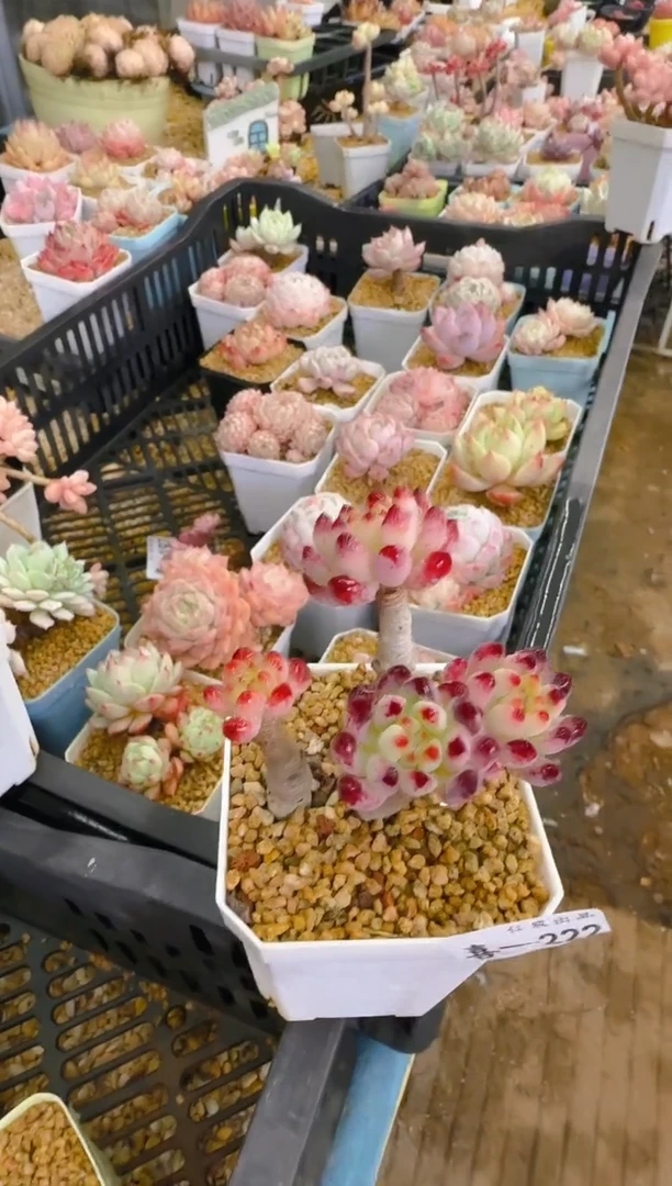 【闪购商品】喜—222—仙农（蓝苹果）