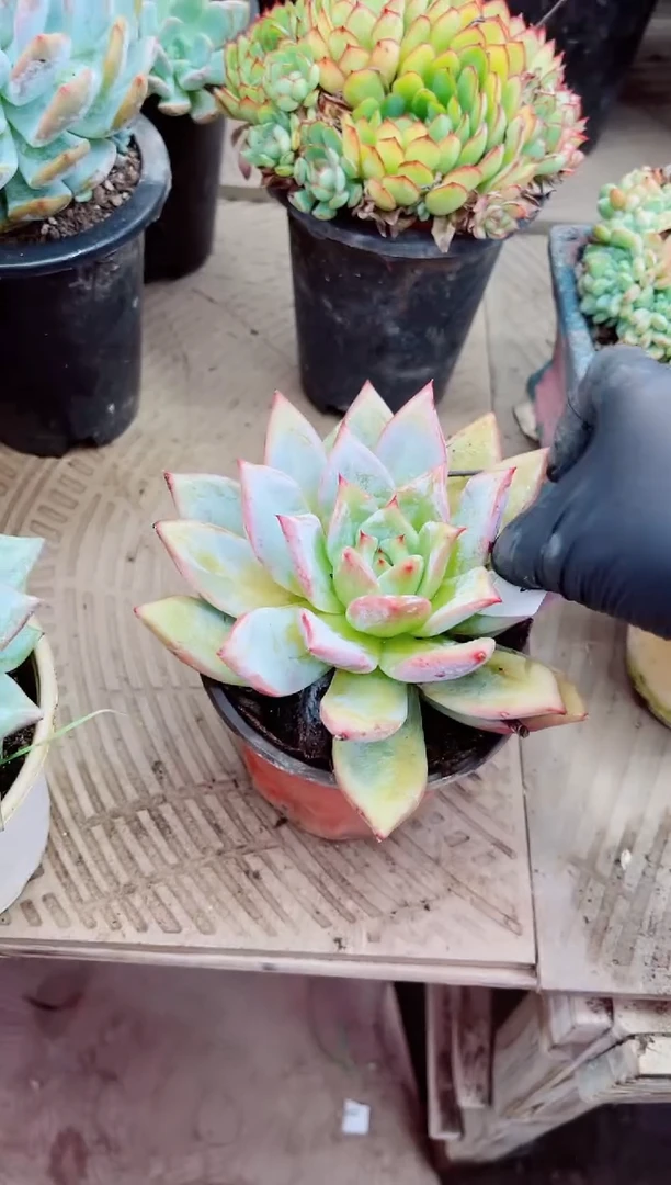 ?****?30036多肉植物一物一拍