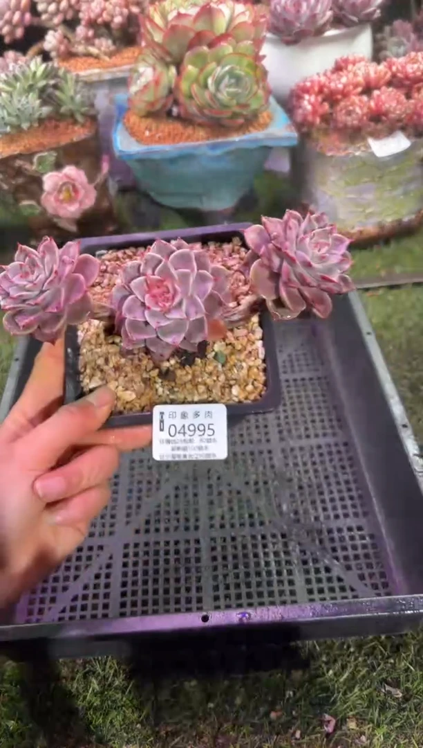 【闪购商品】04995