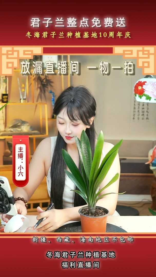 当前无花朵，栽培后可花朵用****3君子兰
