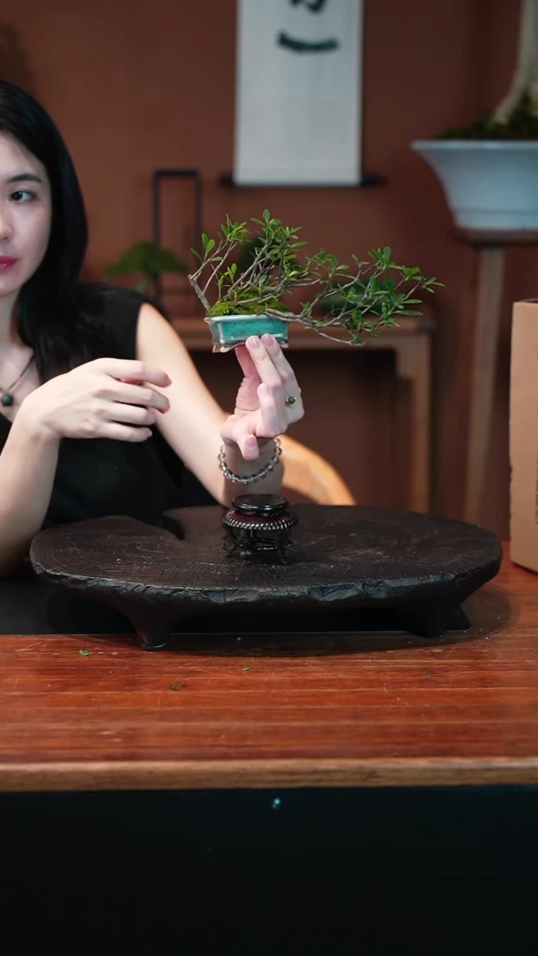 无花朵栀子花盆景盆景盆景