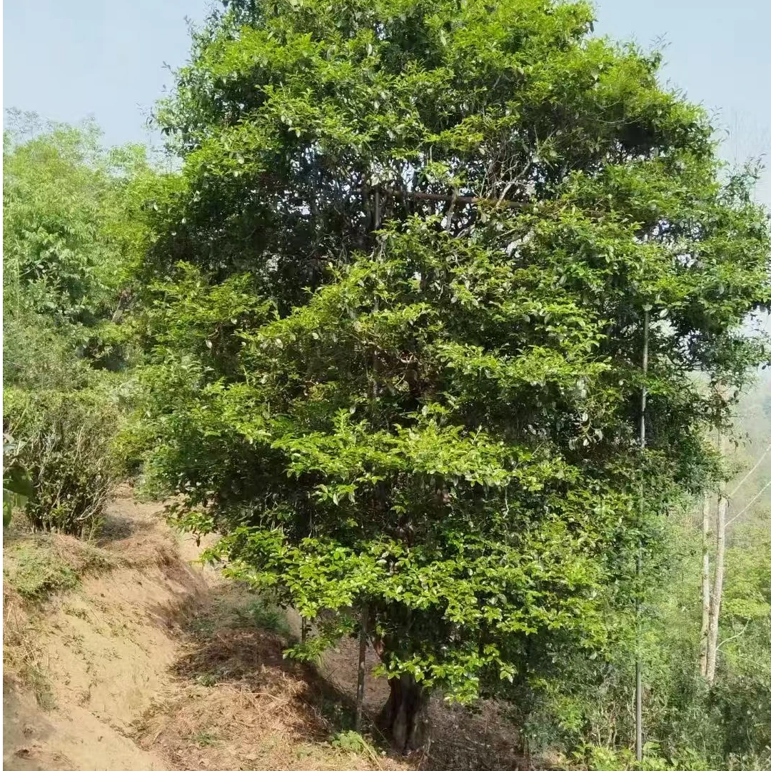 唐墨號2025年 500年以上古树 白芽子古树茶古树单株普洱茶生茶