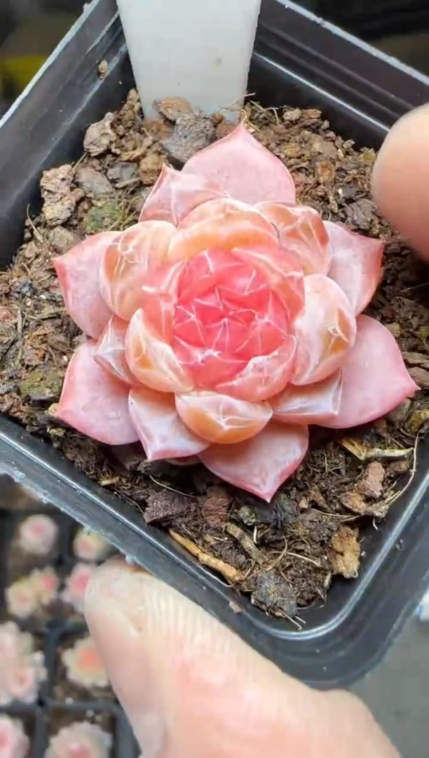 【闪购商品】一物一拍0214—280