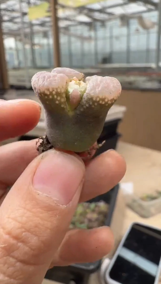 29-63多肉植物肉锥