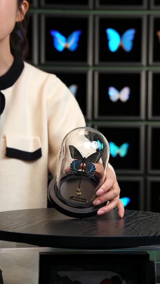 绿带翠凤蝶春型小号玻璃罩