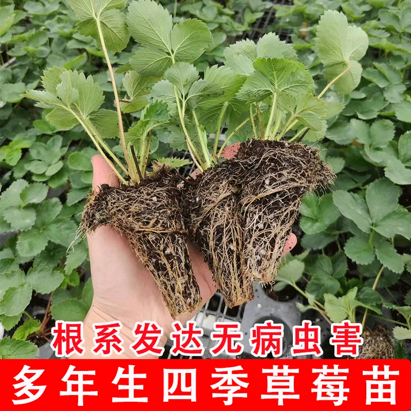 奶油草莓苗四季盆栽穴盘苗食用结果隋珠红颜真红章姬梦之夫白露