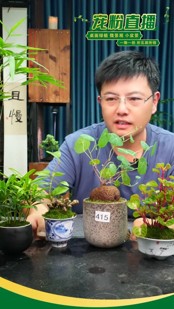 无花朵天**蓝苔藓微景观415号