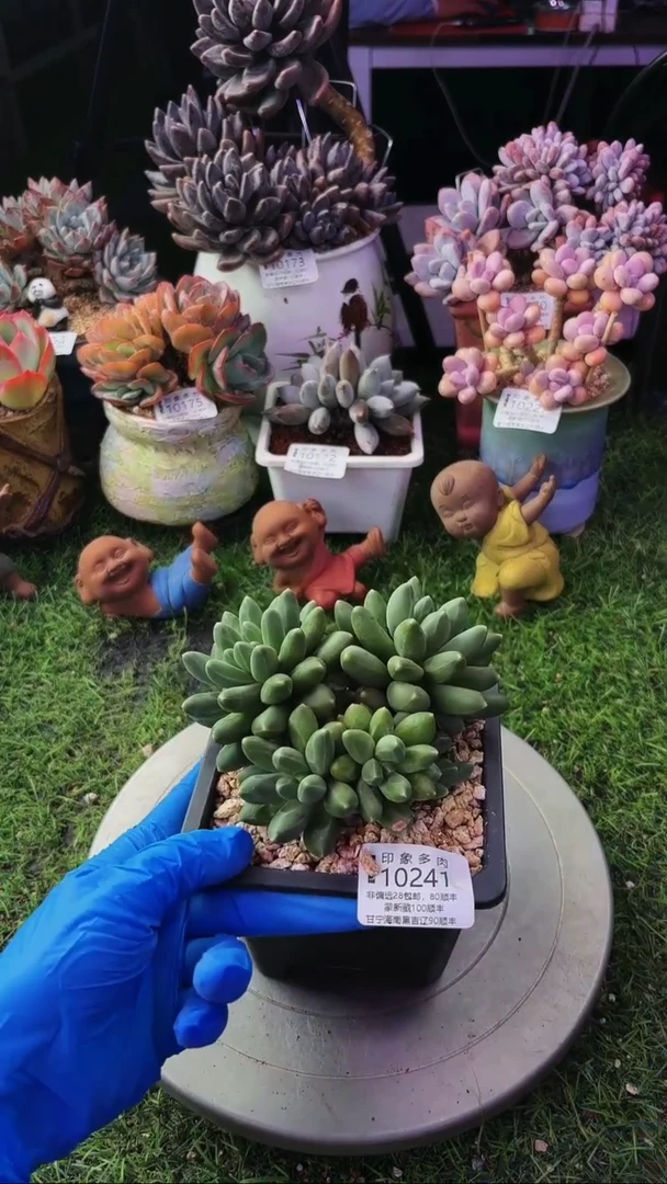 昆明印象多肉10241