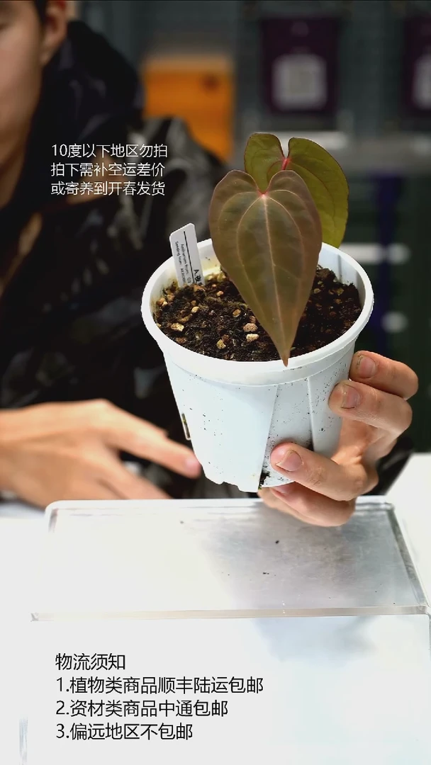 完全开放夜枭 01