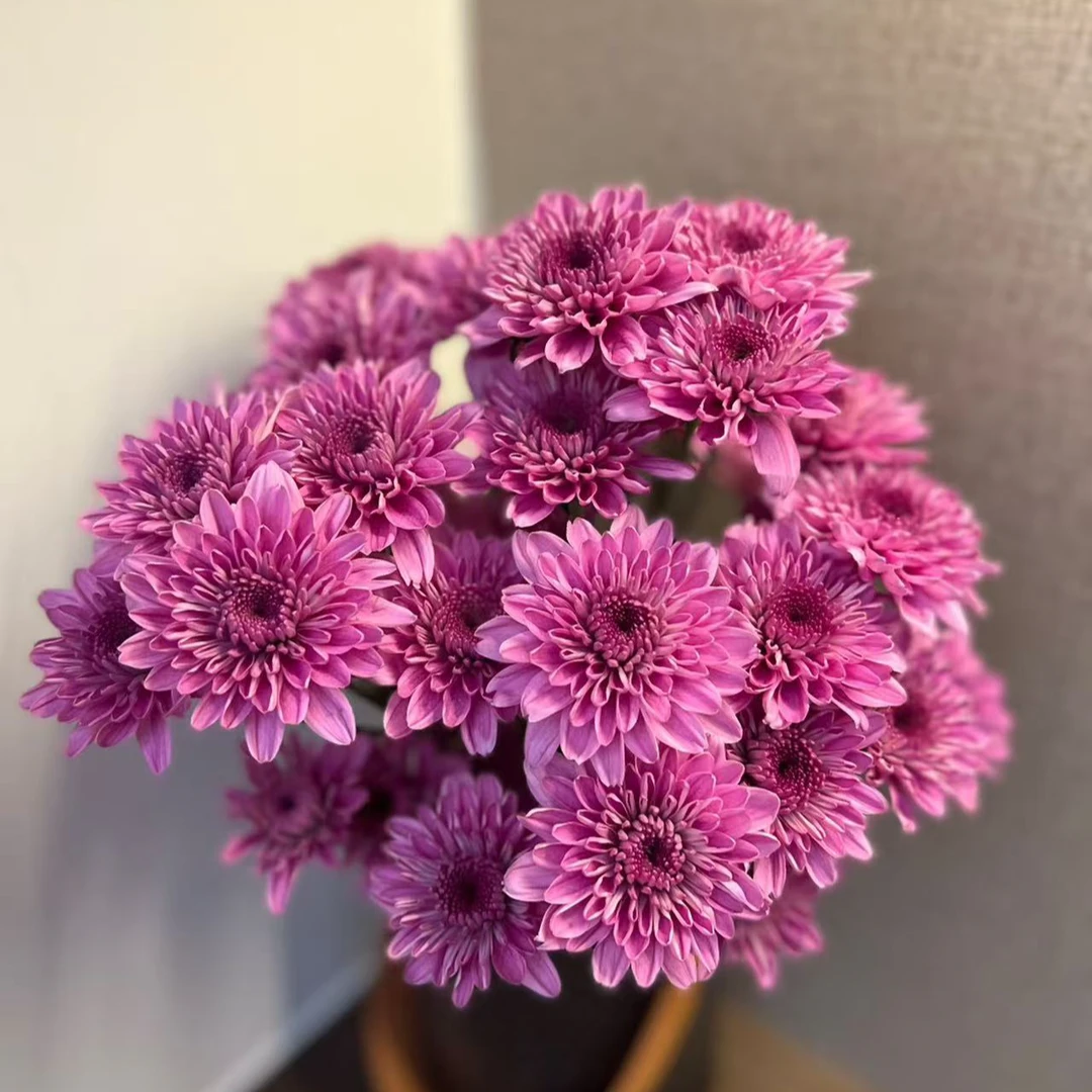 【顺丰发货】坦率紫雏菊鲜花1-4单一个运费自选品种