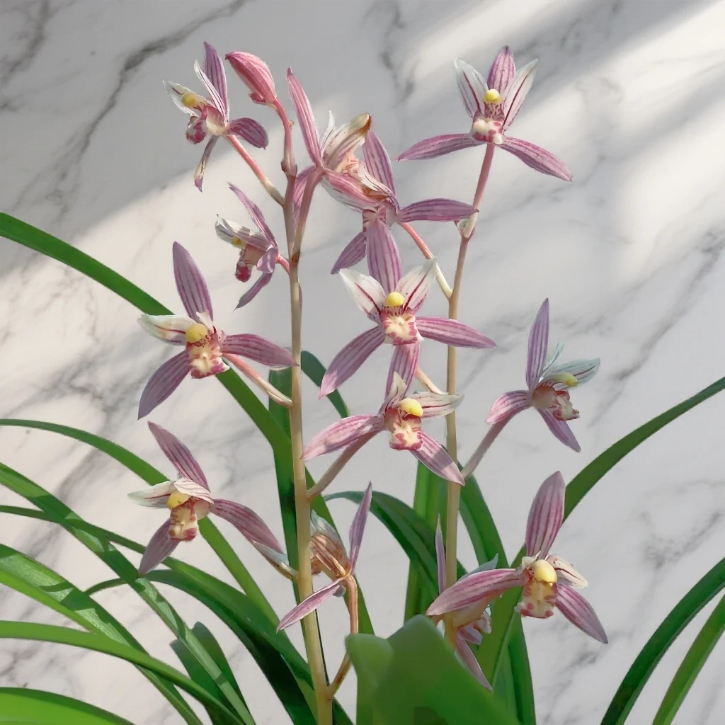 浓香型【市长红】建兰室内绿植兰花盆栽花卉室外植物兰花苗