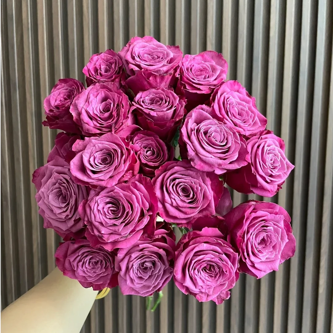 惠惠的花园切花月季 三公紫 大花耐开皮实好养阳台庭院玫瑰花苗