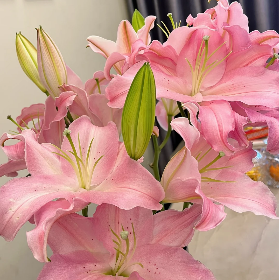 【大聪明卖花】纯真百合-任意2单鲜花包邮发货后不支持退款