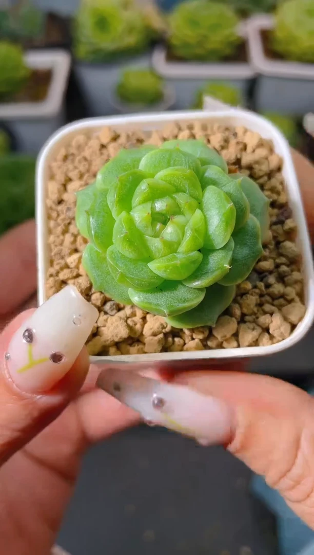 205小Y一物一拍