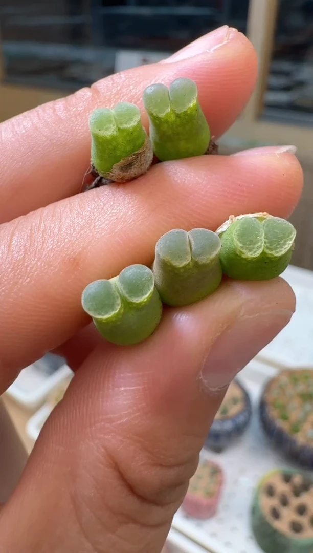 88多肉植物肉锥冰激淋佛肚一颗