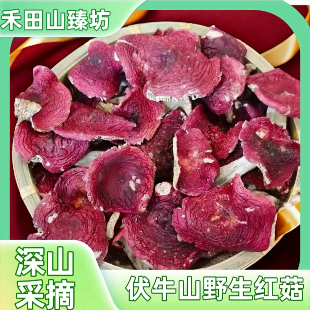 伏牛山野生采摘红菇不熏流无添加无染色月子菇炒菜煲汤