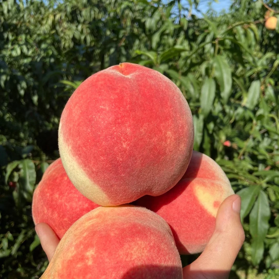 现采现摘蜂糖脆桃脆软两吃新鲜应季水果产地直发包邮