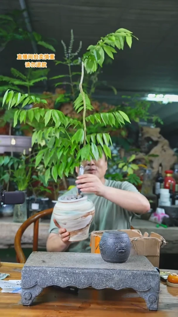 当前无花栽培后可以开花海南黄花梨277+