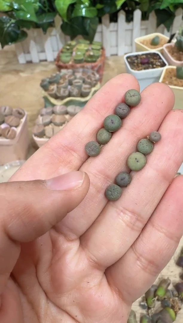 29-1多肉植物肉锥