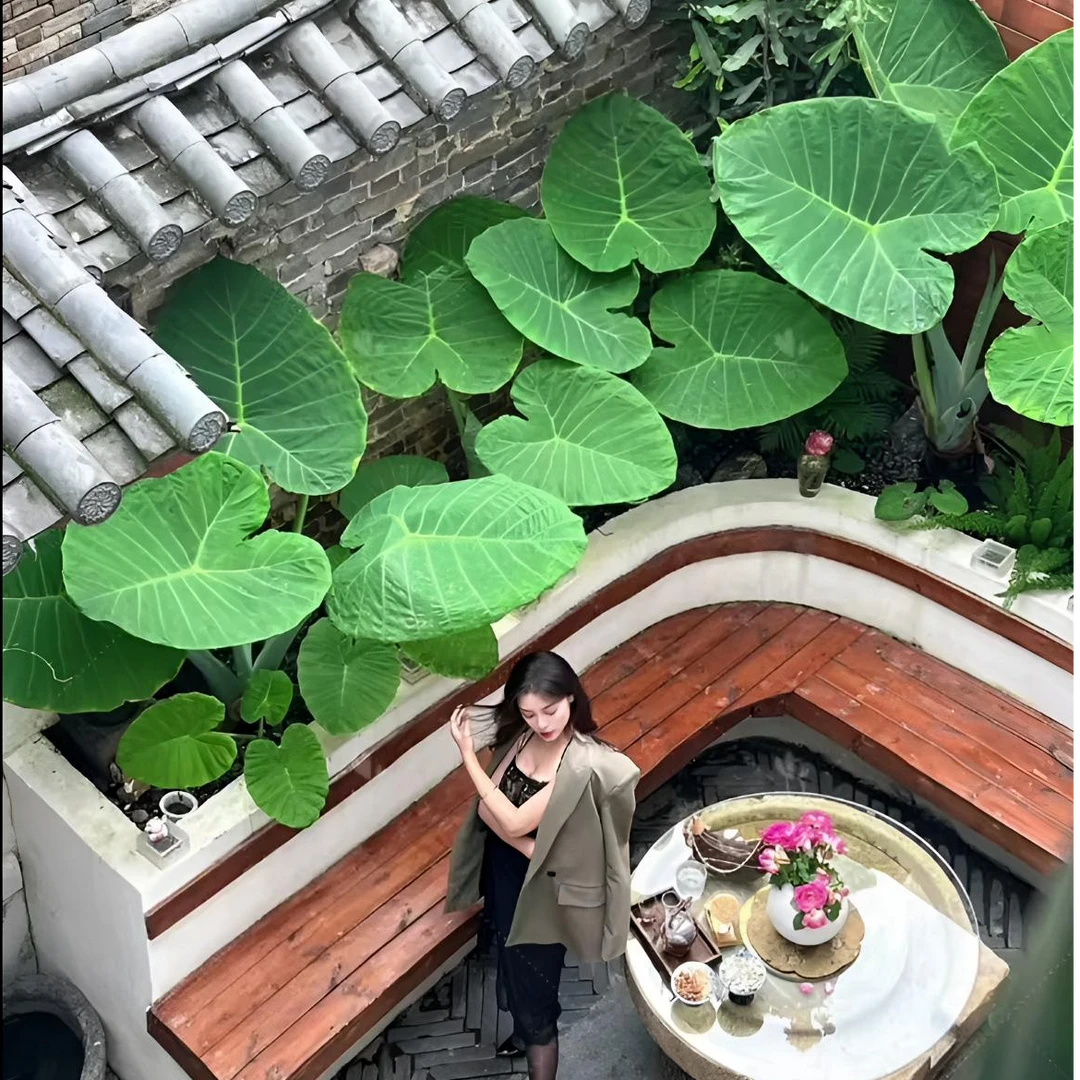 巨型大叶绿植象耳芋庭院室内室外阳台办公室前台观绿植