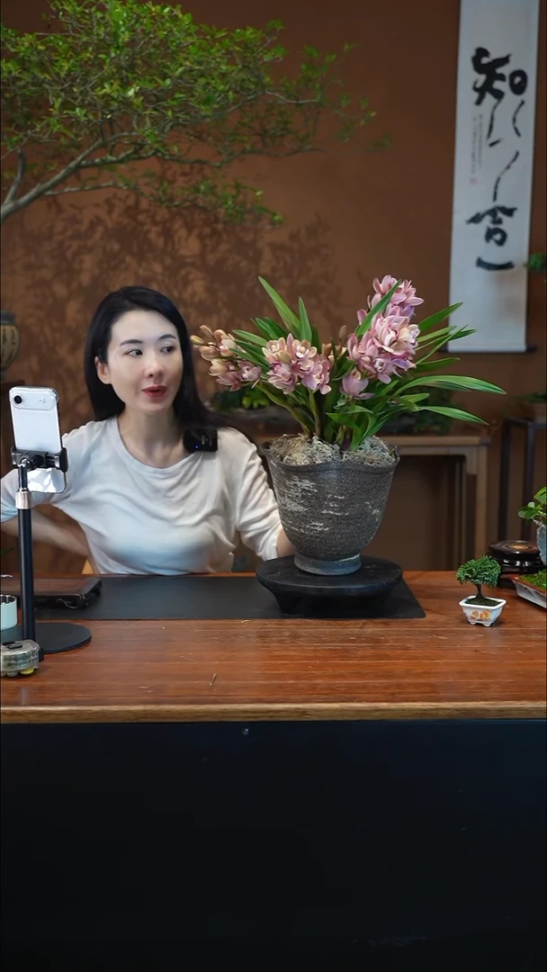 全部花朵阿诗玛盆景盆景盆景