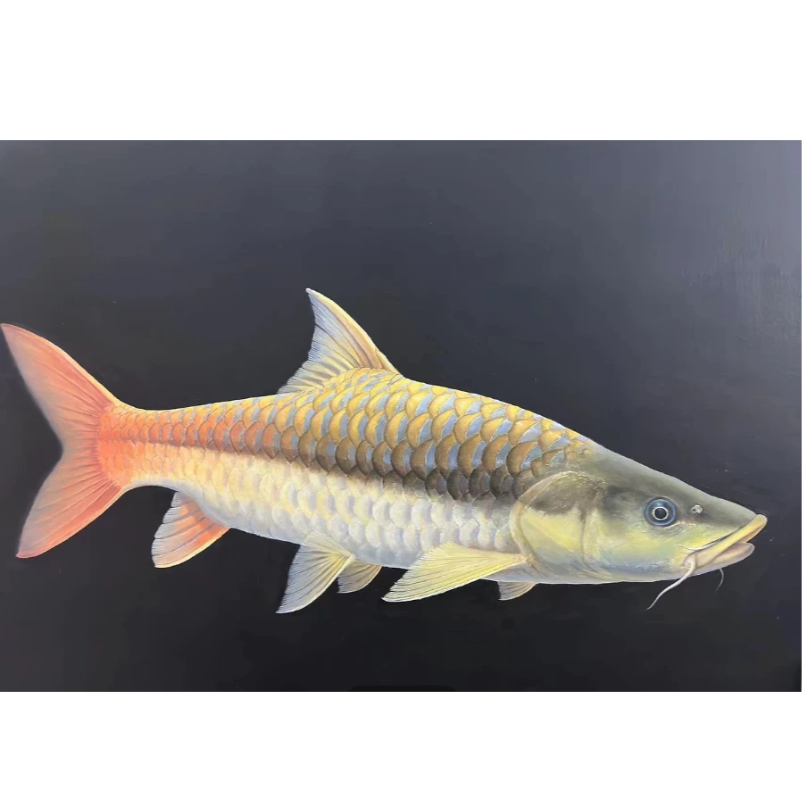 缅甸盈江结鱼苗子