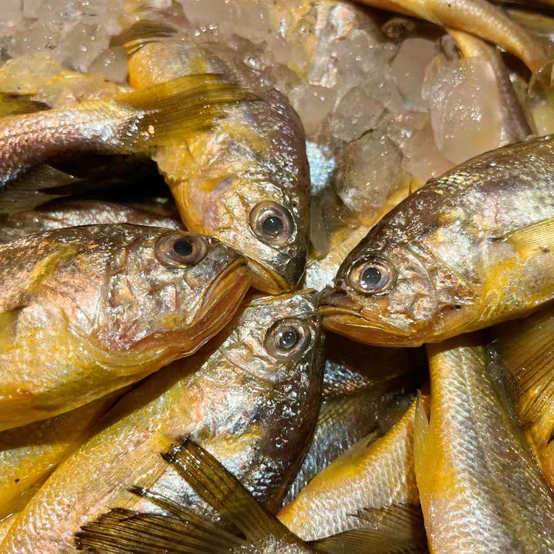 舟山野生小黄鱼新鲜鲜活冷冻东海大黄花鱼海捕海鱼海鲜水产3斤/份