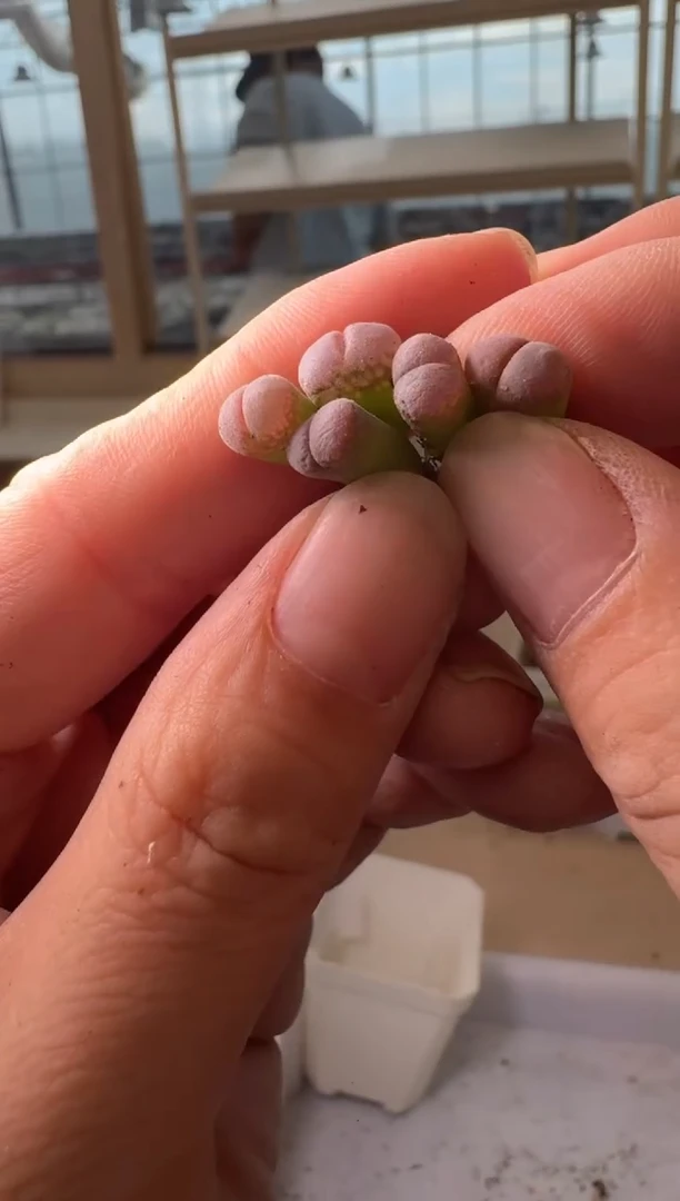 24-198多肉植物肉锥