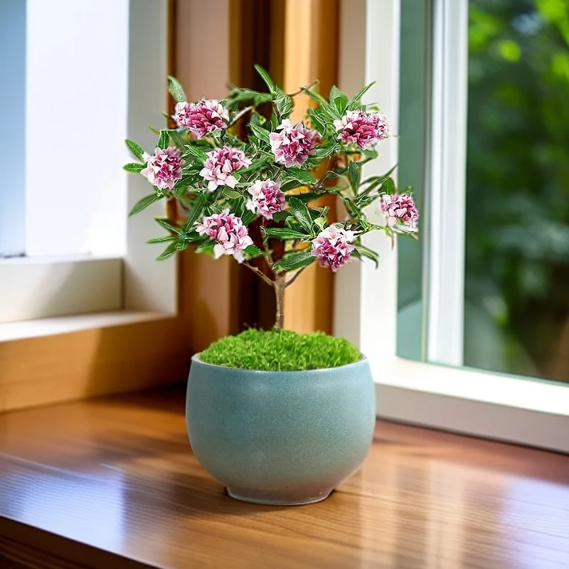 【金边瑞香】特别香的植物 好养庭院阳台绿植新手可入净化空气