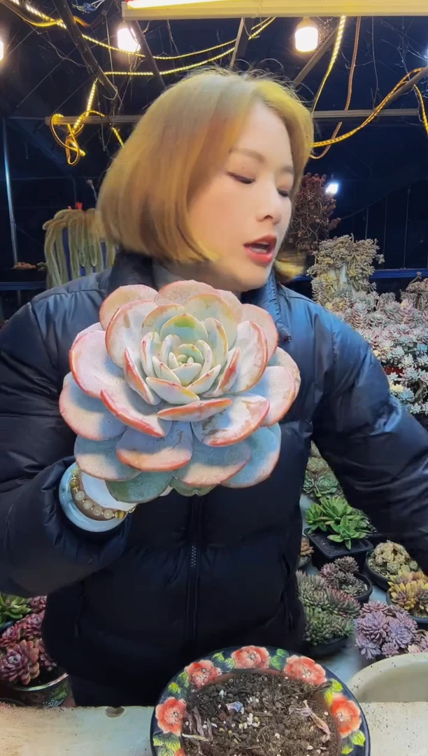 单头奶茶脱土包邮