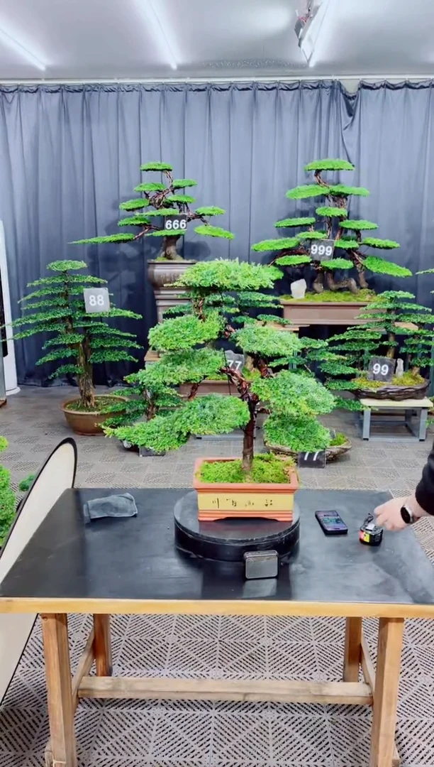 无花朵迎客松111