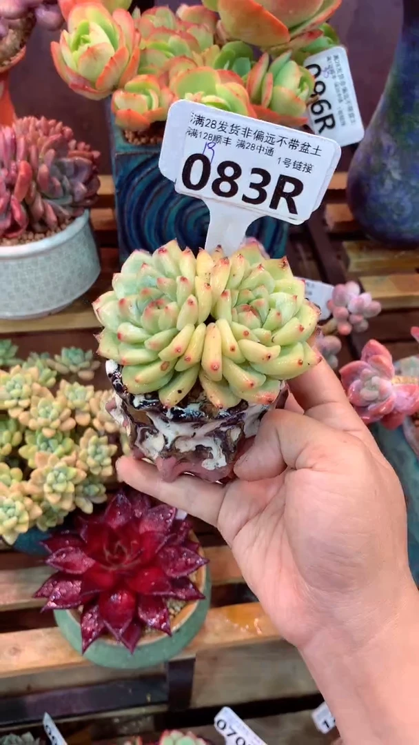 083R（一物一拍实付满28发货，默认不带盆土）