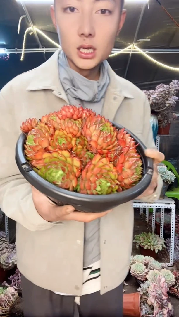 【闪购商品】油画一物一拍