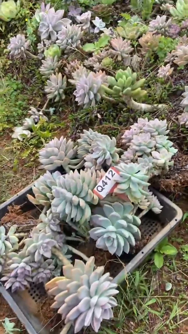 Q412地拍多肉枝头组合默认脱土发货