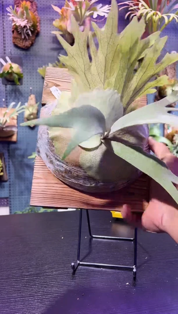 完全开放板植编号31 侏儒塔苏塔 未绑线