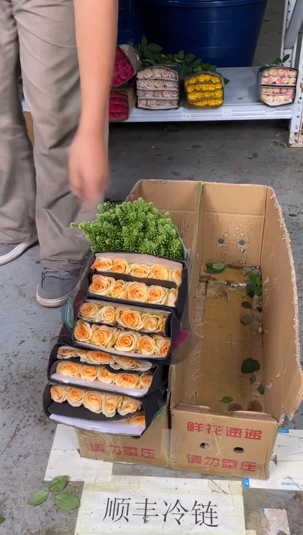 香槟3扎+绿林草