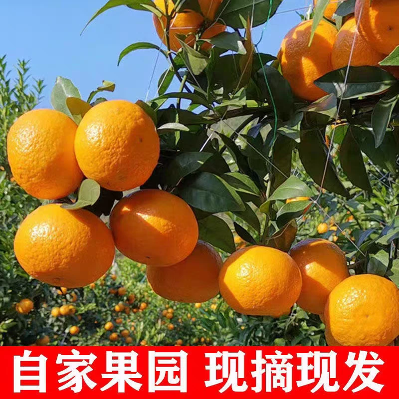 广西武鸣沃柑老树花皮果5斤/10斤自然成熟当季新鲜皮薄多汁柑橘