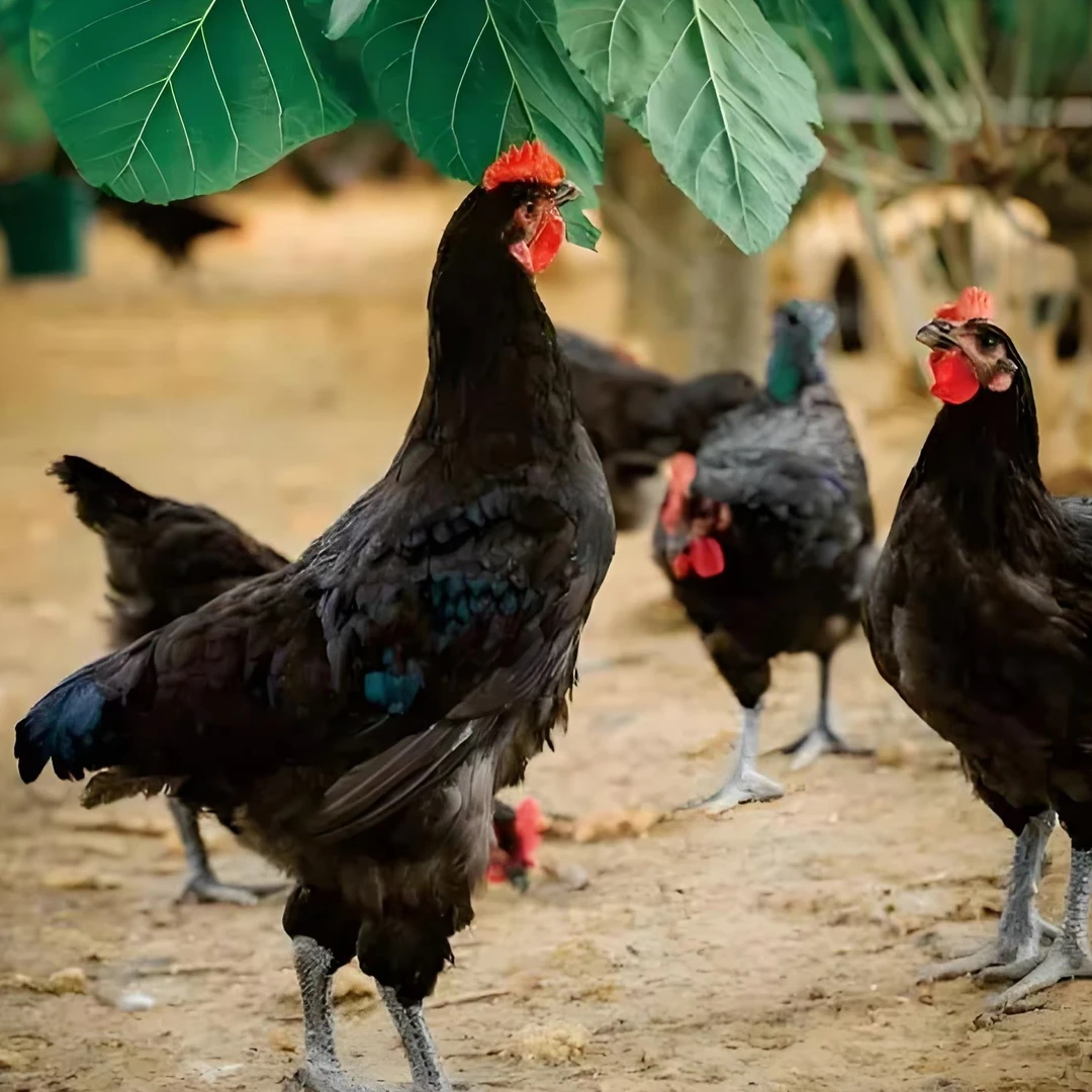 宠物鸡   黑凤鸡活体发货【七两发货】