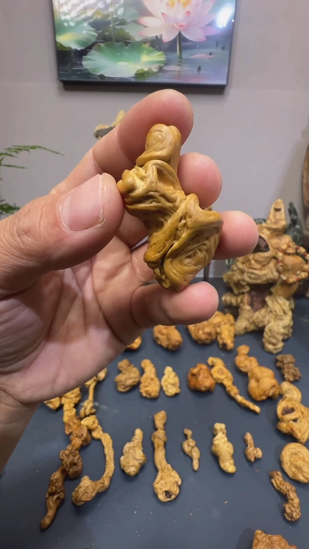香榧木新*元ggggggg