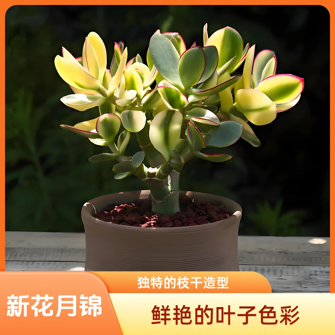 【三花月锦】多肉植物老桩多头群生绿植花卉盆栽地栽净化空气反辐射