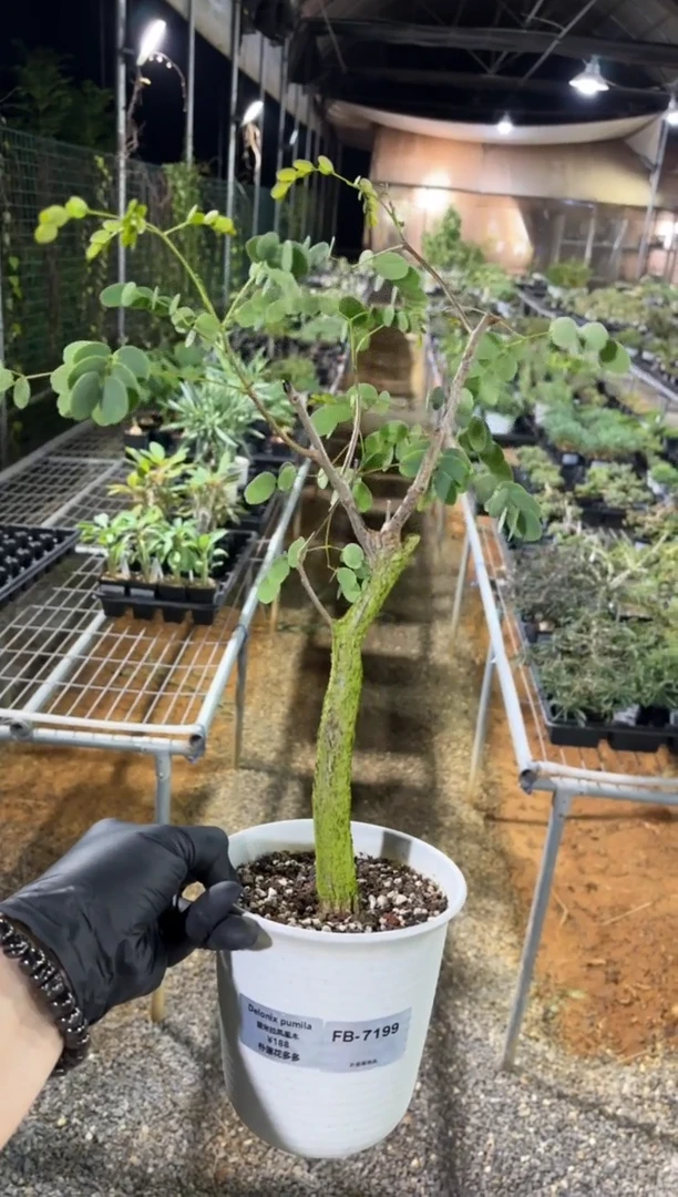 普米拉凤凰木FB-7199
