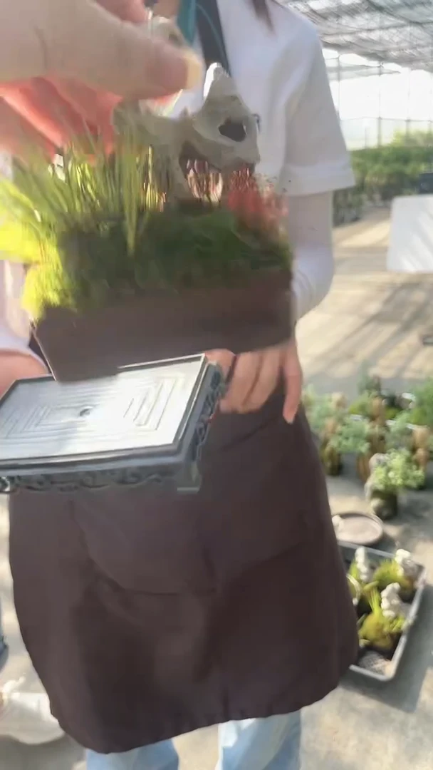 无花朵紫砂 附石 菖蒲