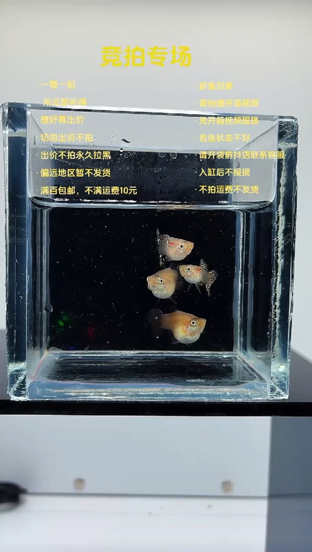孔雀鱼鎏金短体两对-46