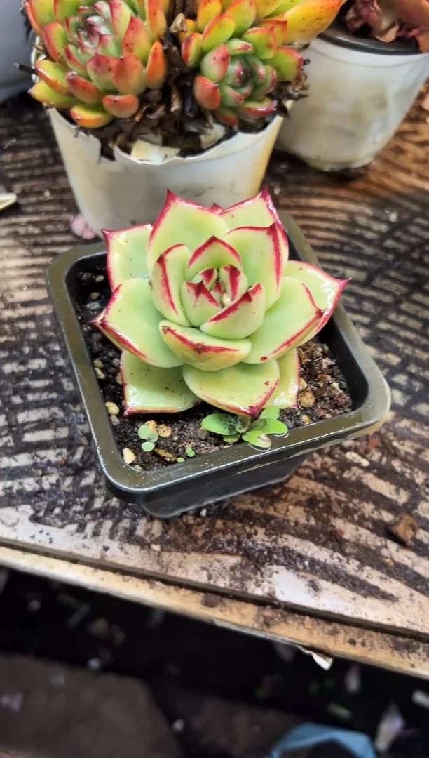 胜*多肉植物一物一拍19369