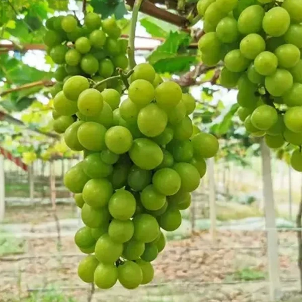 新疆吐鲁番阳光玫瑰葡萄苗直发包邮1年苗新疆直发