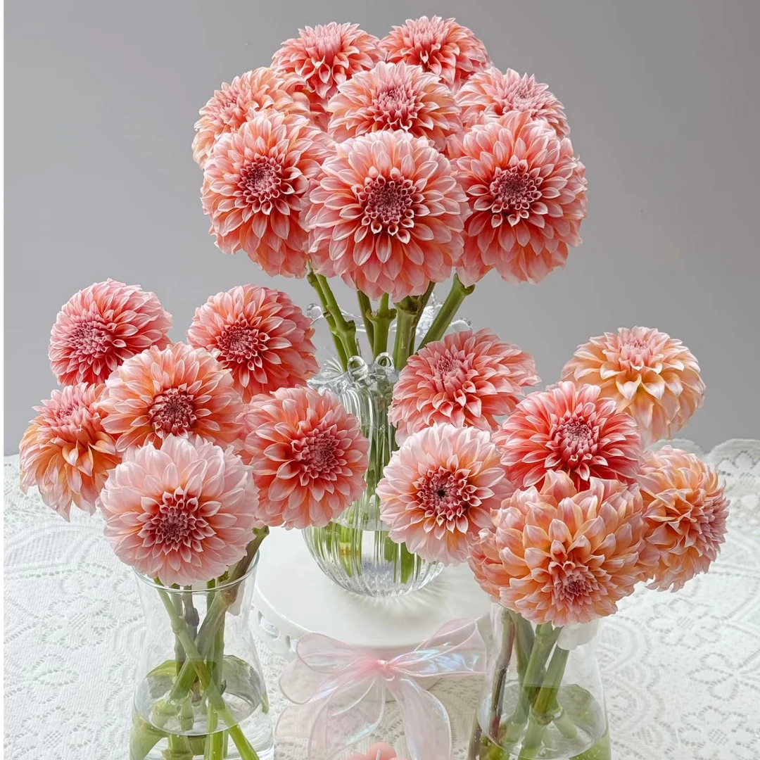 【一单不售后|大丽花】高端花材 稀缺小众 花型圆润饱满   鲜切花