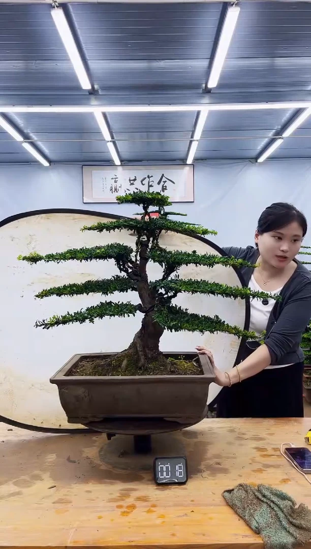 无花朵一物一拍，所见即所得