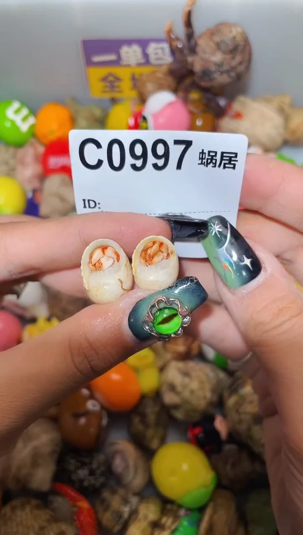 寄居蟹陌派甄选寄居蟹0997
