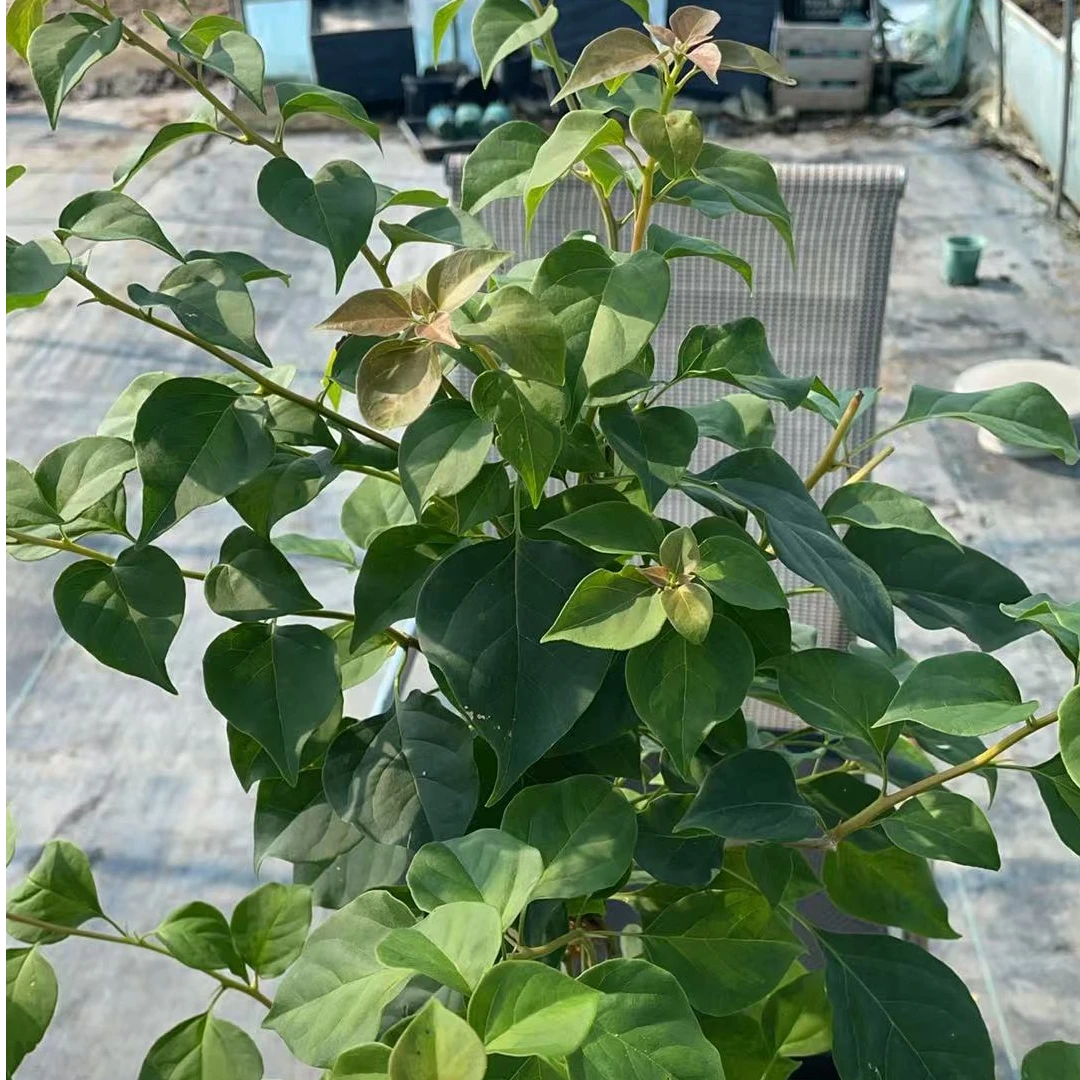 【暗斑夕阳红】三角梅绿植盆栽运输途中会落花落叶介意勿拍