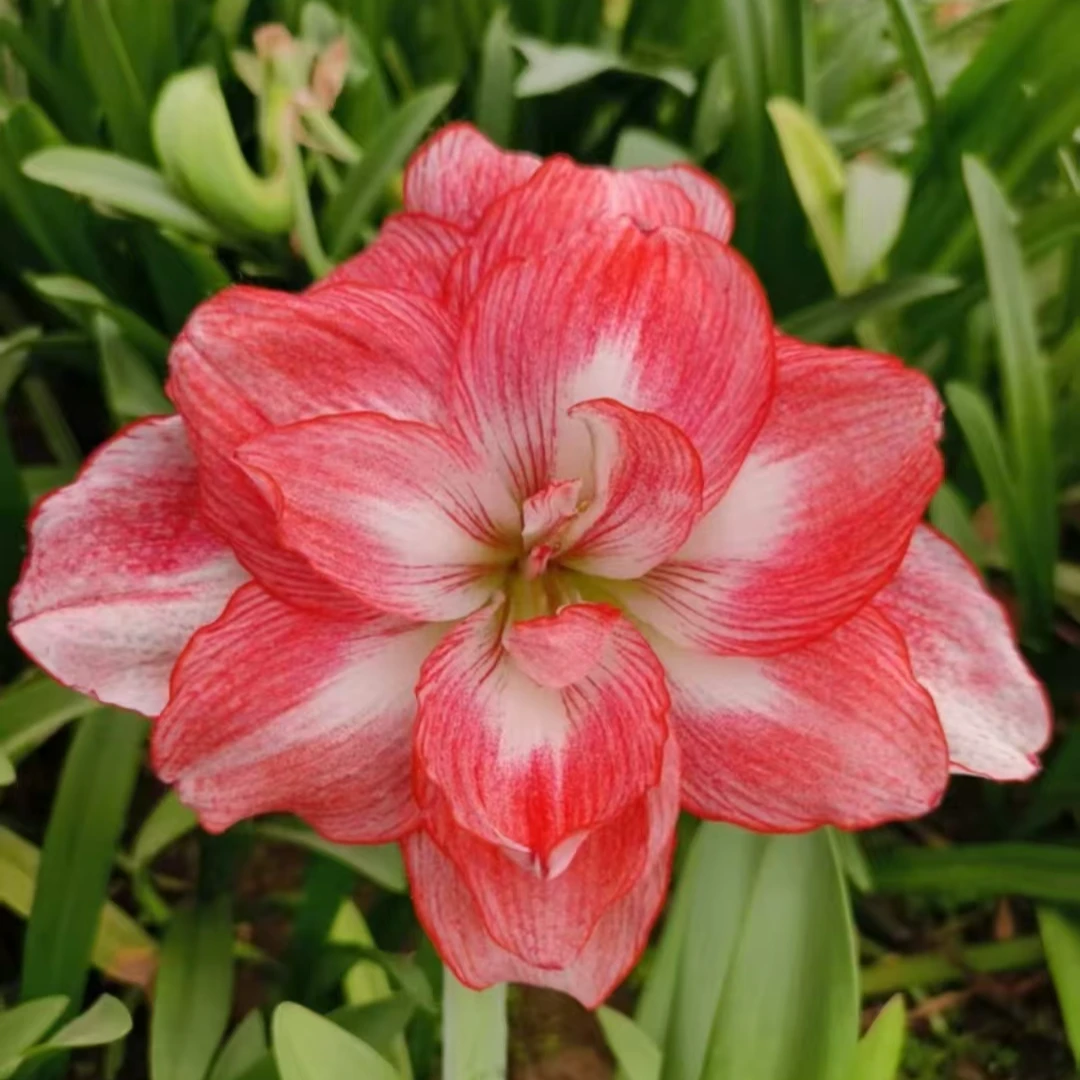 【迪卡日出】秘鲁进口球朱顶红香水百合种球重瓣大花好养活植物